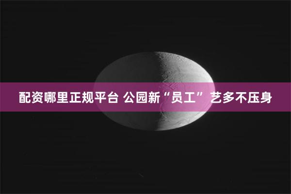 配资哪里正规平台 公园新“员工” 艺多不压身