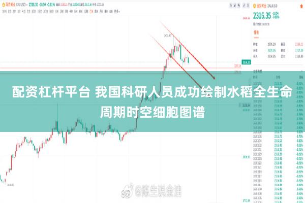 配资杠杆平台 我国科研人员成功绘制水稻全生命周期时空细胞图谱
